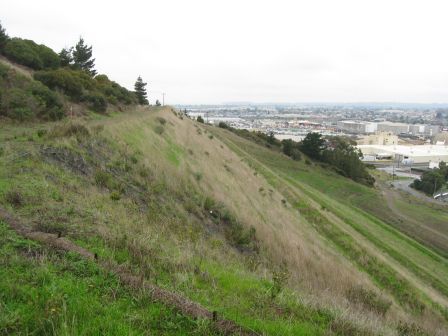 Restoration Fill Slope April 2010